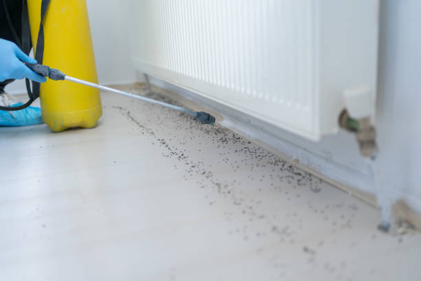 Best Flea Control Services  in Bristol, CT