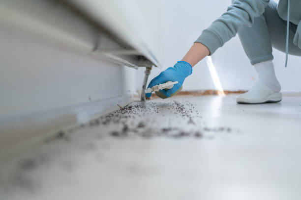Best Wasp Removal Services  in Bristol, CT